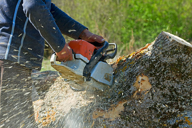 Palm Tree Trimming in Zwolle, LA